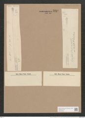 Synedra ulna var. longissima (W. Sm.) Brun. (de-Toni-Nr.: Genus 66, Species 2584) Zeichnungen Sammlung Grunow Nr. 5210 (NHMW-BOT-W0373576)